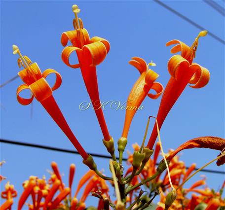 Flowers